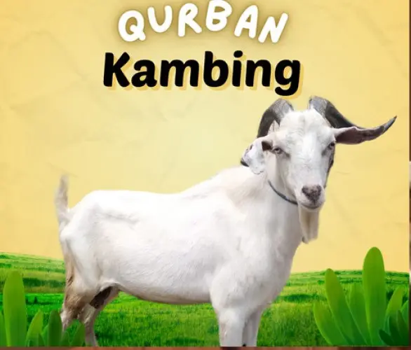 Kurban - Qurban Kambing  serdang