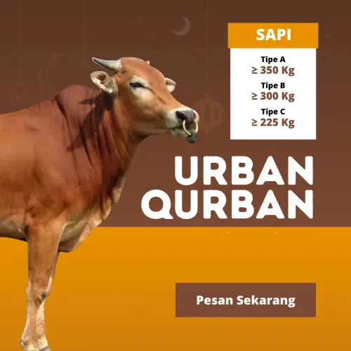 Kurban - Qurban Sapi  serdang